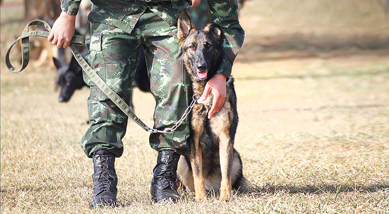 Chiens parachutistes