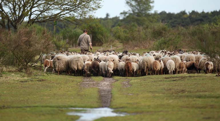 Wie Schafe