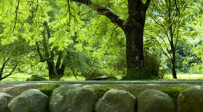 Ein Baum am Fluss