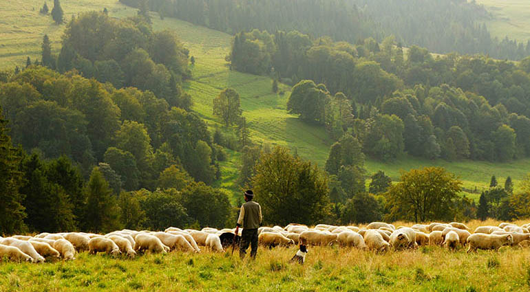 A Shepherd for Life