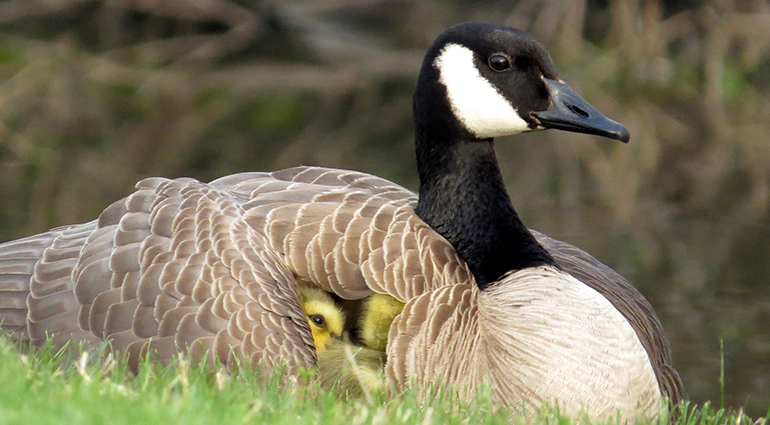 Under His Wings By Linda Washington 15-770x425