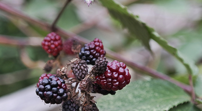 Ripe for Harvest