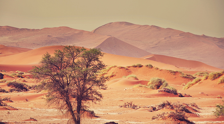 Sobrevivir en el desierto