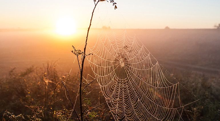 Of Spiders and God’s Presence