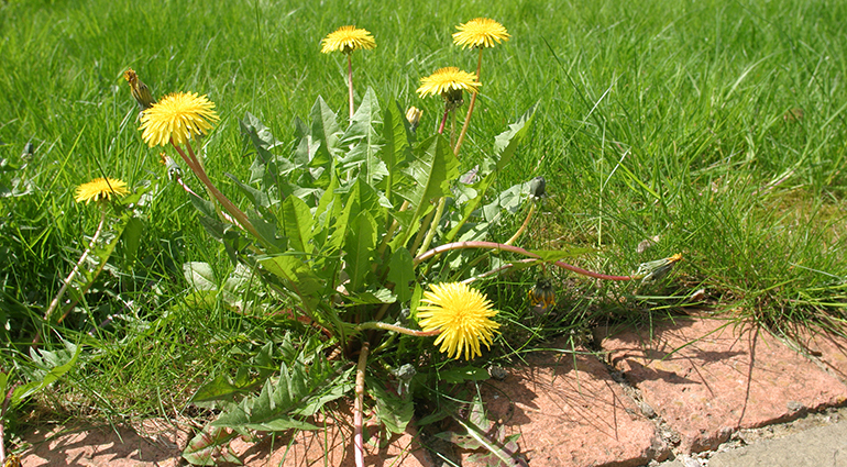 ඉදිරිය බැලීම