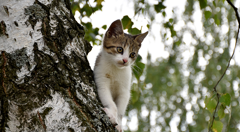 Grimpée dans un arbre