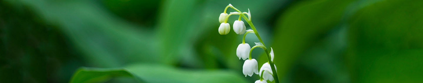 ප්‍රඥාවේ මූලාශ්‍රය