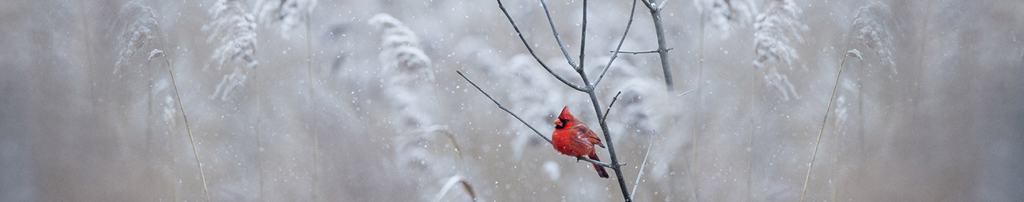 Les neiges hivernales