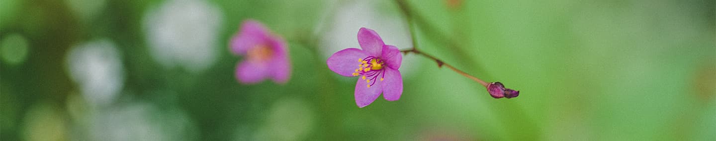 අපගේ භූමිකාව කියාත්මක කිරීම