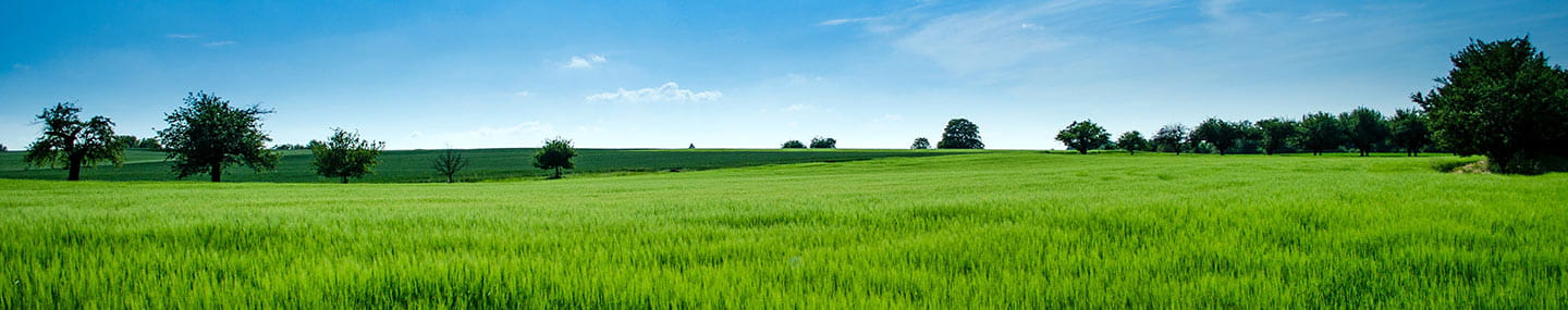 Busca el delicado pasto verde