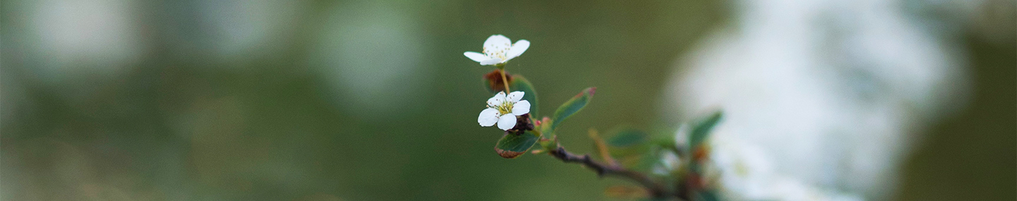 බලසම්පන්න