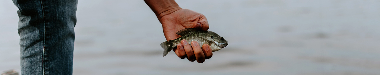 小さな魚