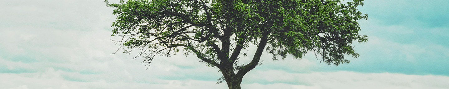 Un arbre pour guérir