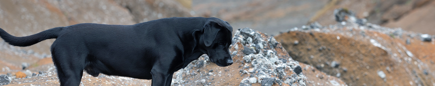 Un ange Labrador