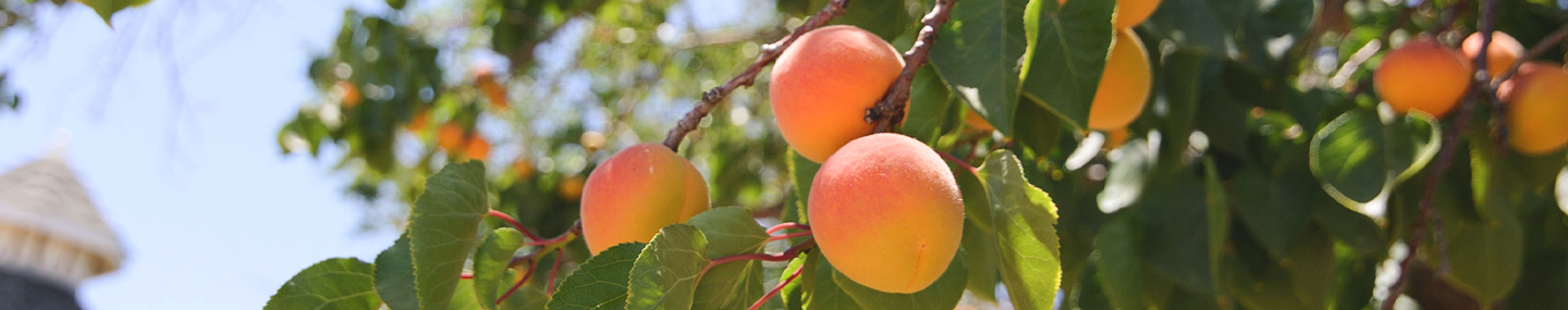 Buah yang Mempopularkan Pokok