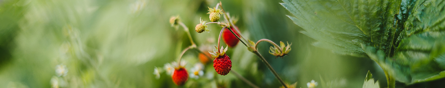 ඔබේ වත්ත බලාගන්න