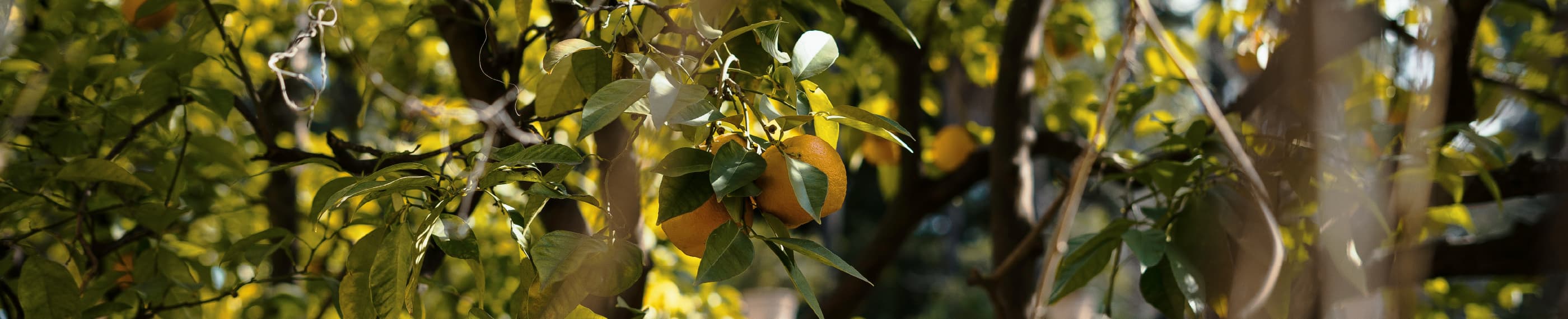 Porter encore des fruits