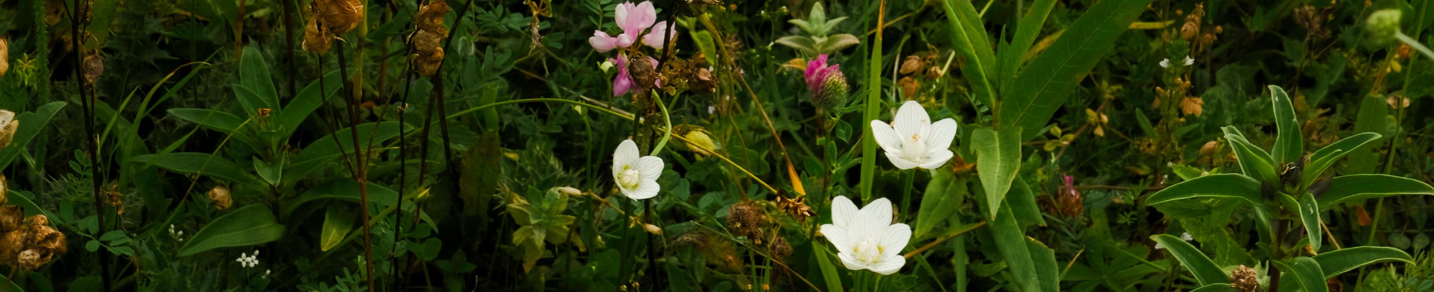 Неочікувана благодать