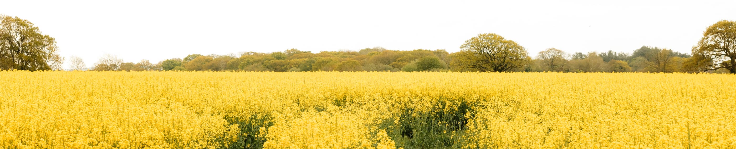 感謝を言葉にする