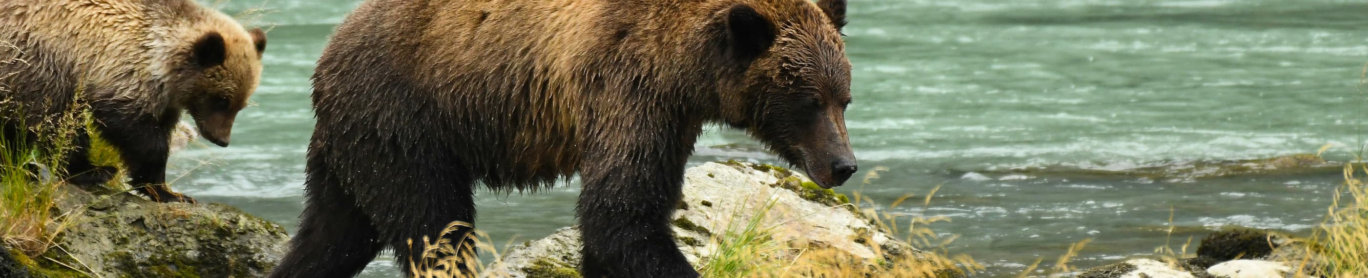 私たちの優しい救い主