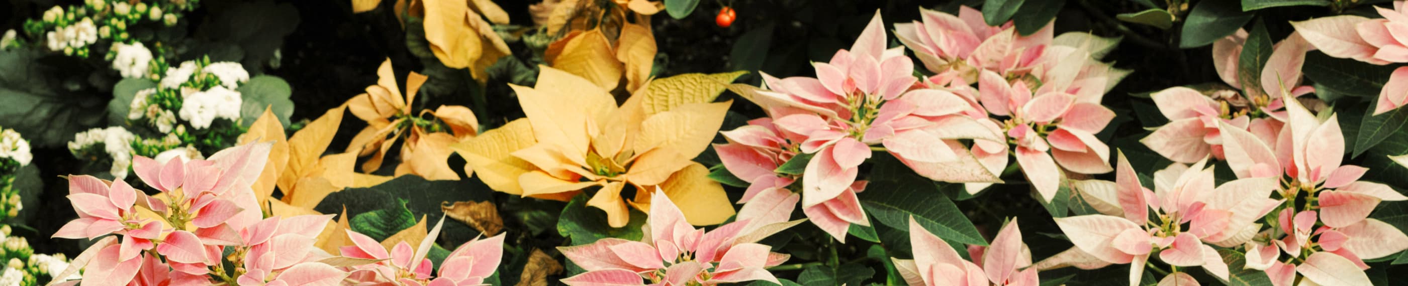 神に変えられた心