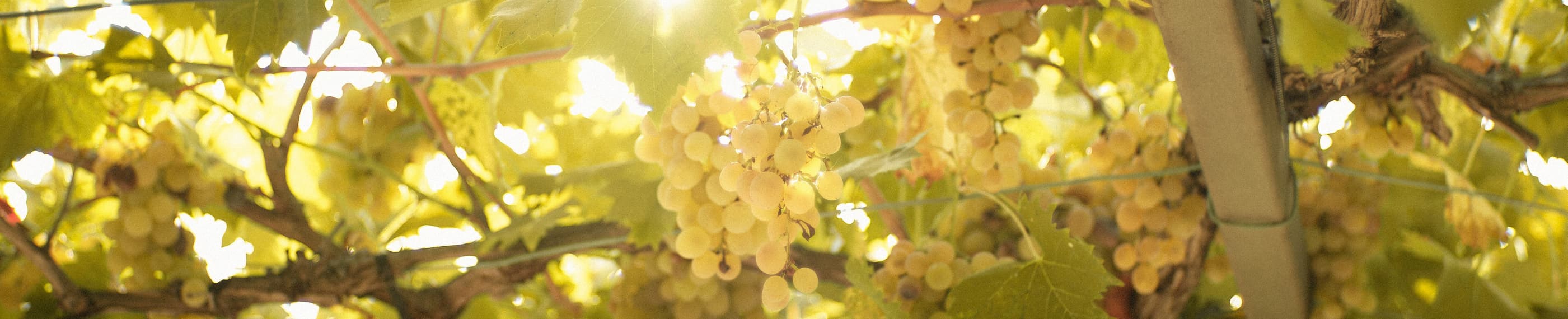 頑張りに依存しない