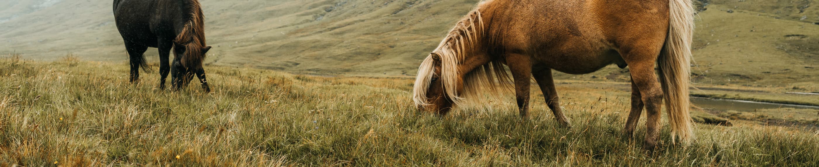 မဲာ်ချံလၢ အထံၣ်သ့ၣ်ညါတၢ်