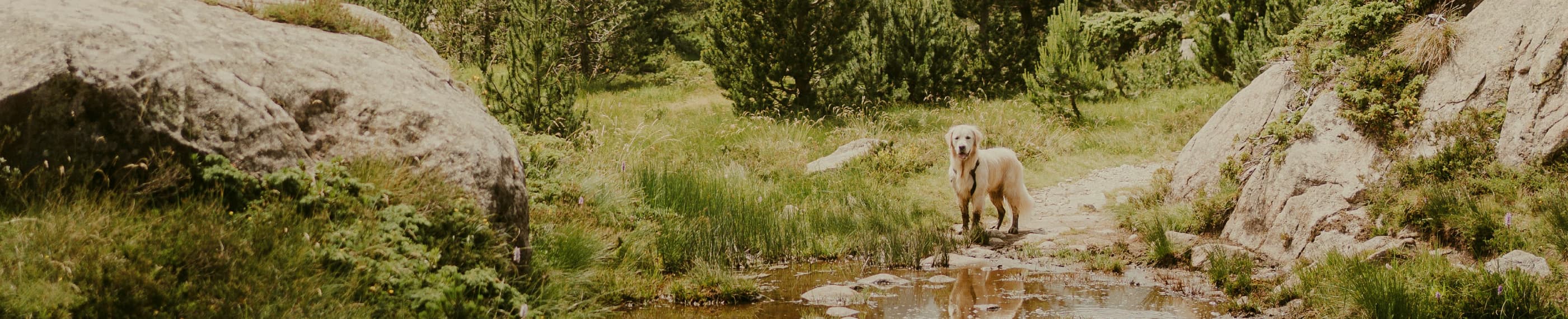 यीशु हमारे राजा