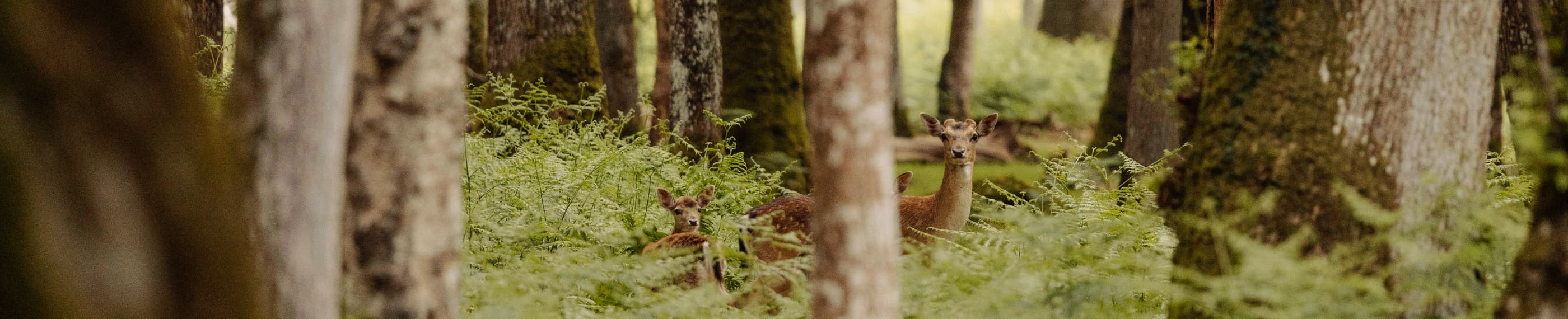 忘れるために記憶する