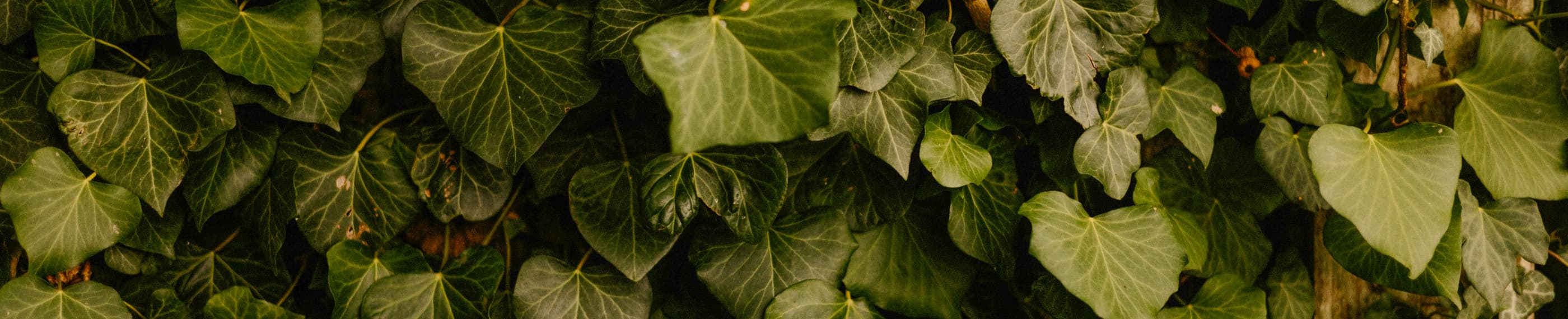 神の名をみだりに使う