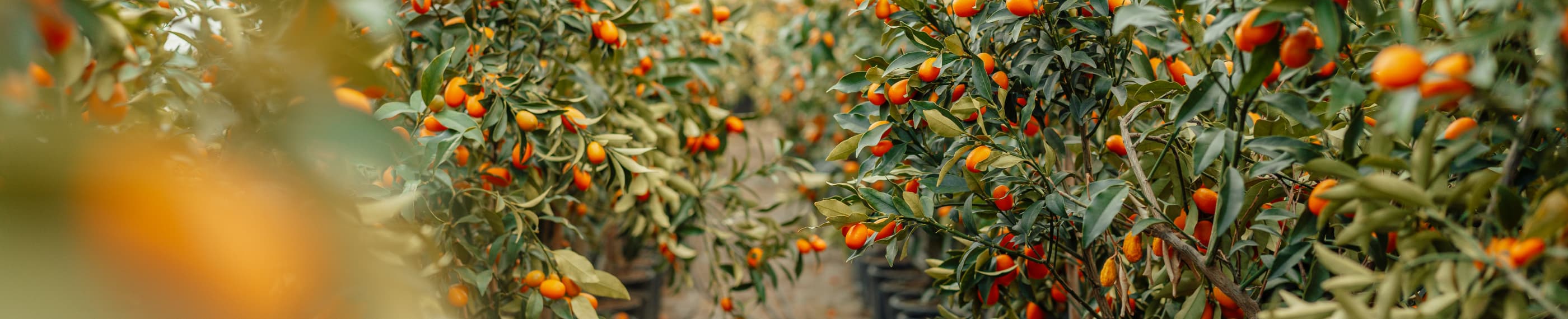 எஜமானனா அல்லது ஊழியனா