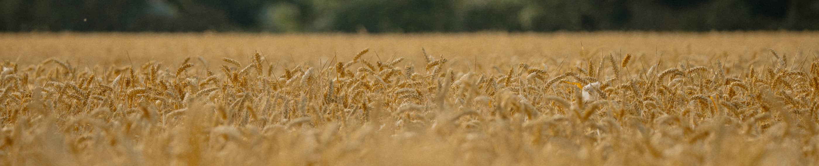 たましいの糧―イエス