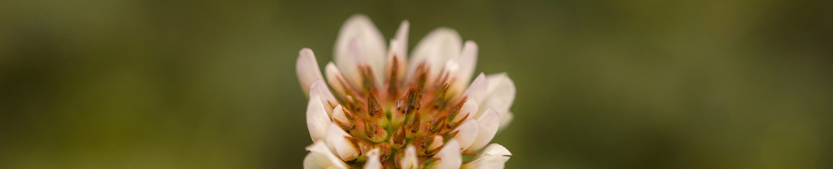 イエスへのささげもの