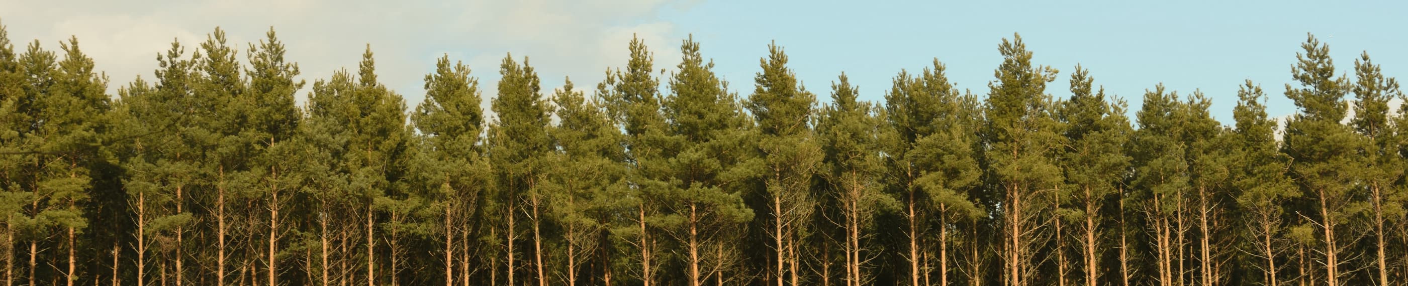 神の約束の言葉を用いて祈る