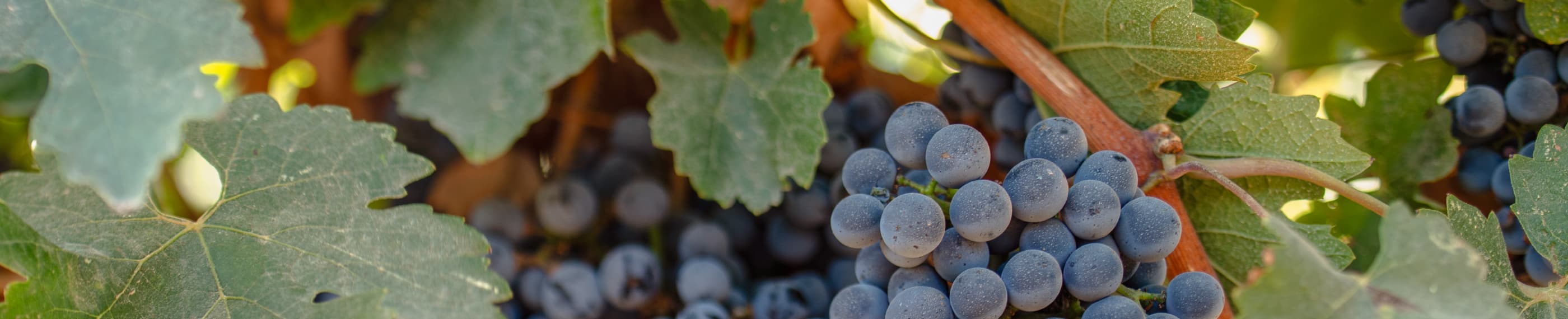 நேசிப்பதற்கான புதிய கட்டளை