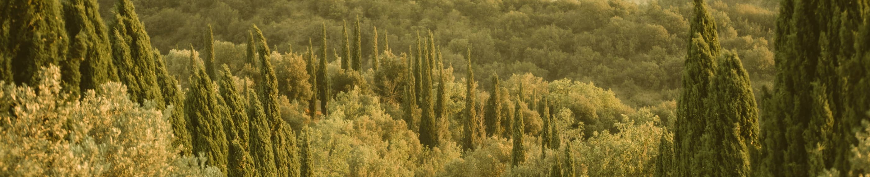 எனக்குப் பதிலாக இயேசு