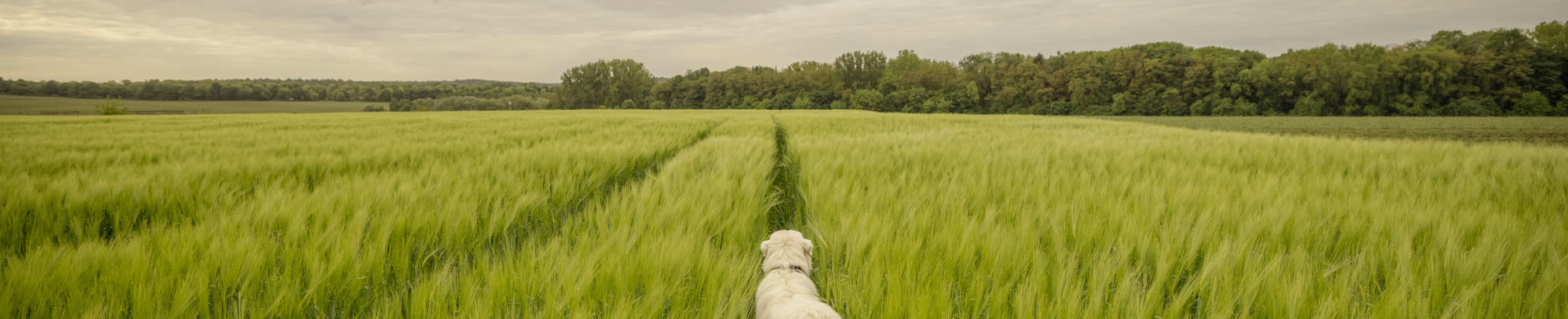 Berpaut kepada Tuhan