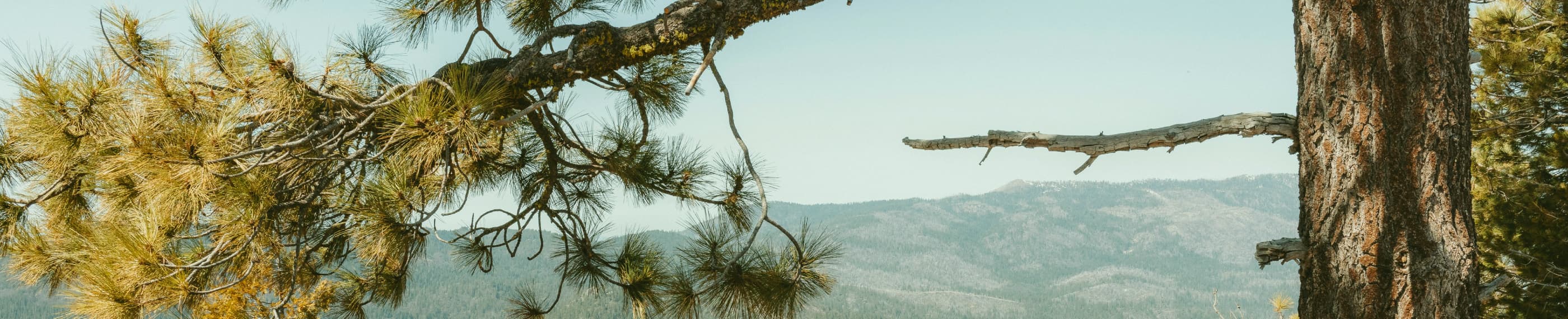 एक सृष्टिकर्ता जिस पर हम भरोसा कर सकते हैं